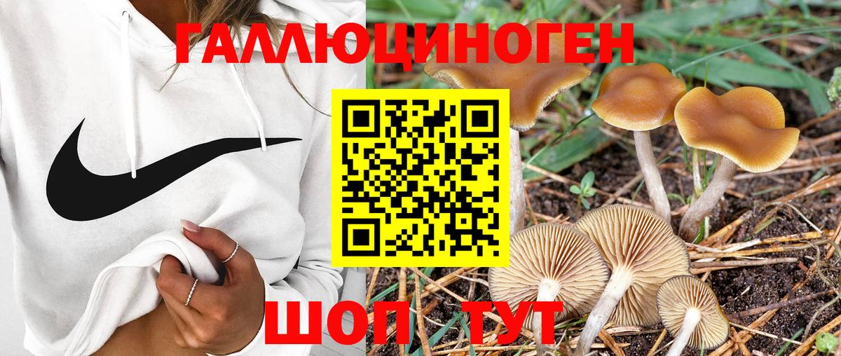 Псилоцибиновые грибы GOLDEN TEACHER Магадан